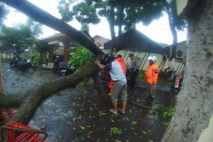 Tim Assesment BPBD tangani pohon tumbang